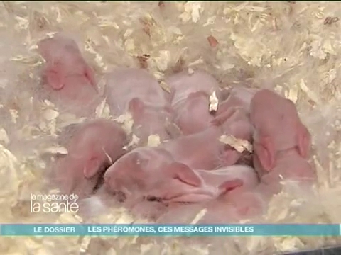 Le Centre européen des sciences du goût, à Dijon, qui étudie le fonctionnement de la phéromone du lait chez le lapereau