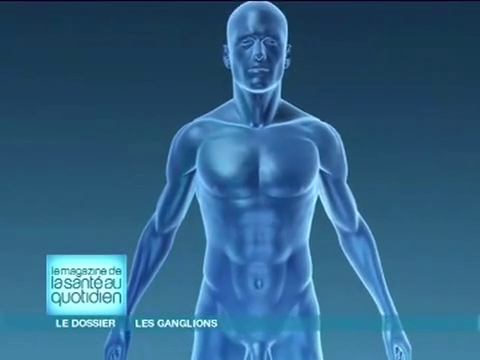 Les ganglions ont un rôle essentiel dans le fonctionnement du système immunitaire.