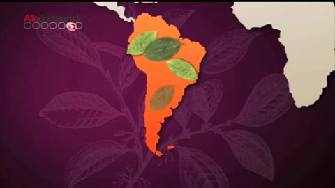 Que contient la cocaïne ?