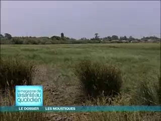 Seule la femelle moustique se nourrit de sang…