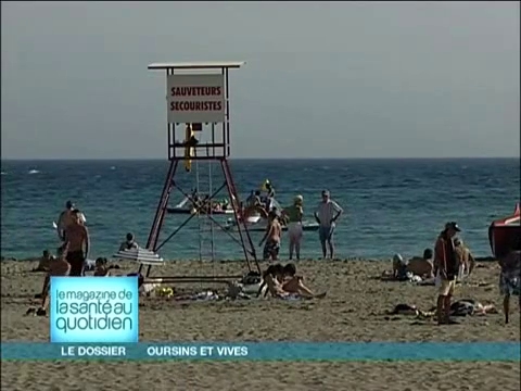 La vive se cache sous le sable, en bordure de plage…