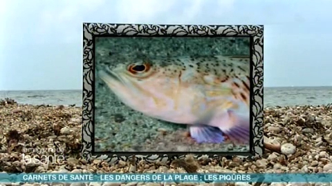 Le venin de la vive est détruit par la chaleur.