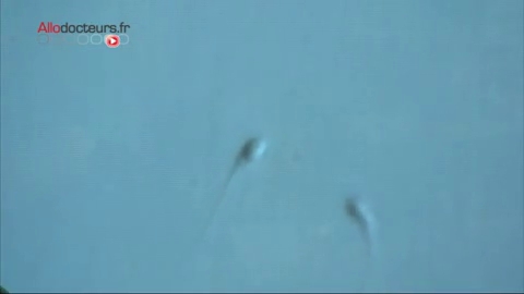 Illustration d'une fécondation in vitro