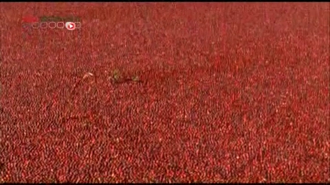 La Cranberry est une baie rouge qui est produite en Amérique du Nord.
