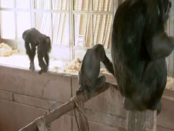 Etats-Unis : vers la fin des expérimentations sur les chimpanzés
