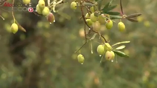Comment fabrique-t-on l'huile d'olive ?
