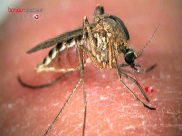 La malaria tuerait 1,2 millions de personnes par an dans le monde