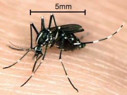 Le moustique tigre ou Aedes albopictus