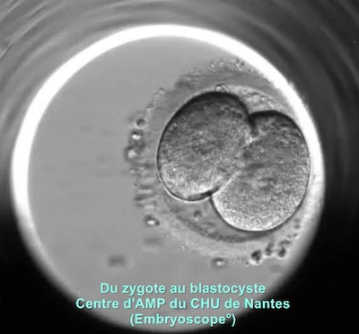 Développement d'un embryon 30 heures après fécondation