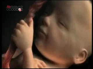 Le développement du foetus, semaine après semaine
