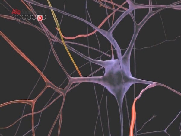 100 milliards de neurones dans un cerveau