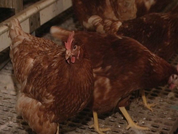 En 2003 et 2011, H5N1 a entraîné la mort de plus de 400 millions de poulets et canards d'élevage