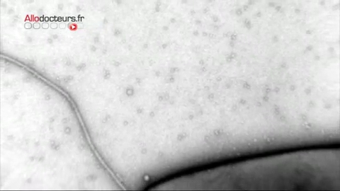 L'histoire de la virologie