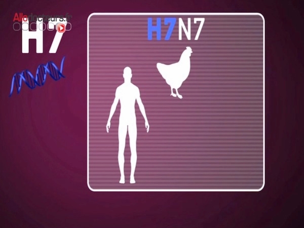 Pas de transmission d'homme à homme du virus H7N9