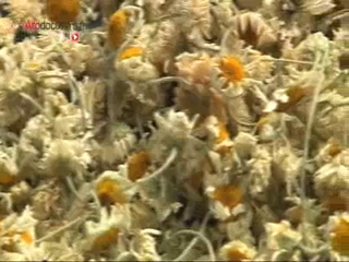 Les plantes et leurs vertus