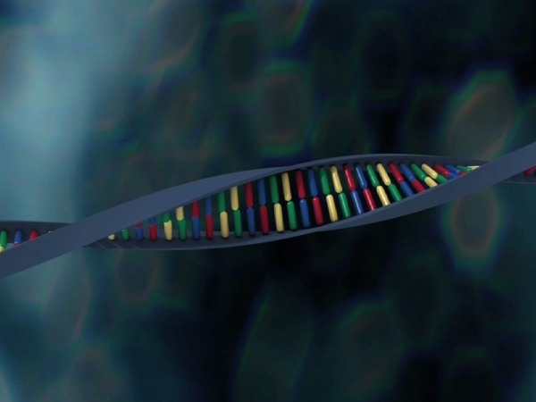 L'ADN : une structure en double hélice