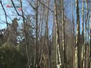 Comment récolte-t-on la sève du bouleau ?