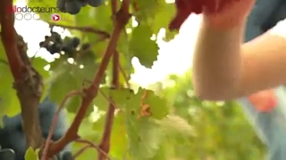 Comment réduire la teneur en alcool du vin ?