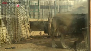 La réhabilitation des animaux de laboratoire