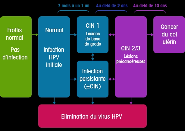 Evolution des différents grades des lésions à HPV ©Papillomavirus.fr