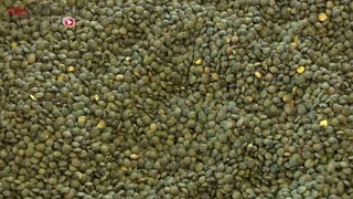 Les lentilles contiennent de nombreux atouts nutritionnels.