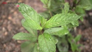 Des potagers en libre accès en pleine ville