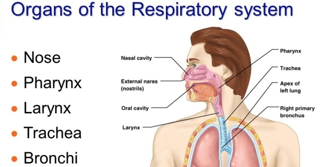 Image d'illustration des organes du système respiratoire