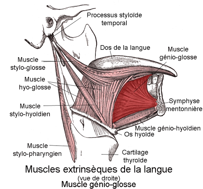 Le muscle génioglosse (cc-by-sa Berichard / d'après Gray's Anatomy)