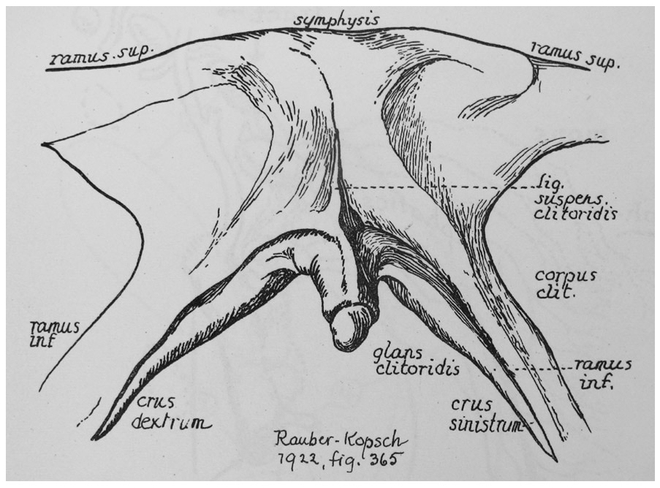 1949 Dickinson - clitoris et ses rapports avec le pubis