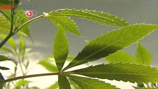 Cannabis : une vraie dépendance