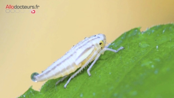 La cicadelle de la flavescence dorée
