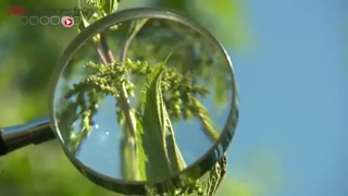 Au Jardin d'Hélène, la maîtresse des lieux, également infirmière à domicile, propose cueillette et cours de cuisine à partir de plantes.
