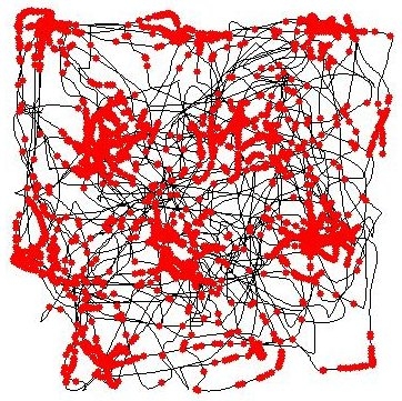 En noir, trajectoire d'un rat dans un environnement carré. Les points rouges indiquent les emplacements pour lesquels une ''cellule grille'' spécifique et distincte s'est activé dans le cerveau de l'animal. (cc by sa Torkel Hafting)