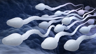 Le covid pourrait altérer la qualité du sperme