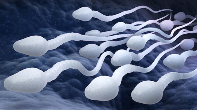 Image d'illustration. Spermatozoïdes.