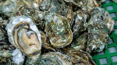 Intoxications : les coquillages du bassin d’Arcachon interdits à la consommation