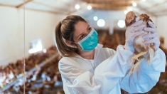 Grippe aviaire H5N8 en Russie : faut-il craindre d’autres cas de contaminations ?