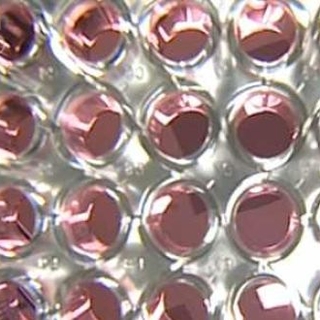 Médicaments : de la recherche à la pharmacovigilance