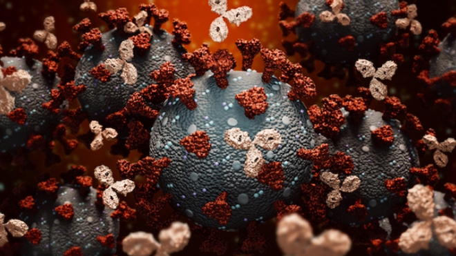 Image d'illustration. Des anticorps s'attaquent à des coronavirus.