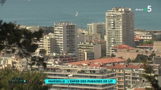 À Marseille, la lutte contre l’invasion des punaises de lit
