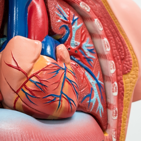 Cardiomyopathie du péripartum : une insuffisance cardiaque liée à la grossesse