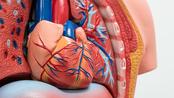 Cardiomyopathie du péripartum : une insuffisance cardiaque liée à la grossesse