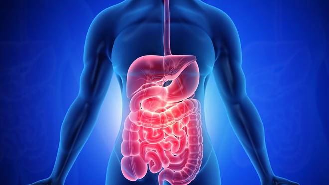 Les MICI : l'inflammation chronique des intestins