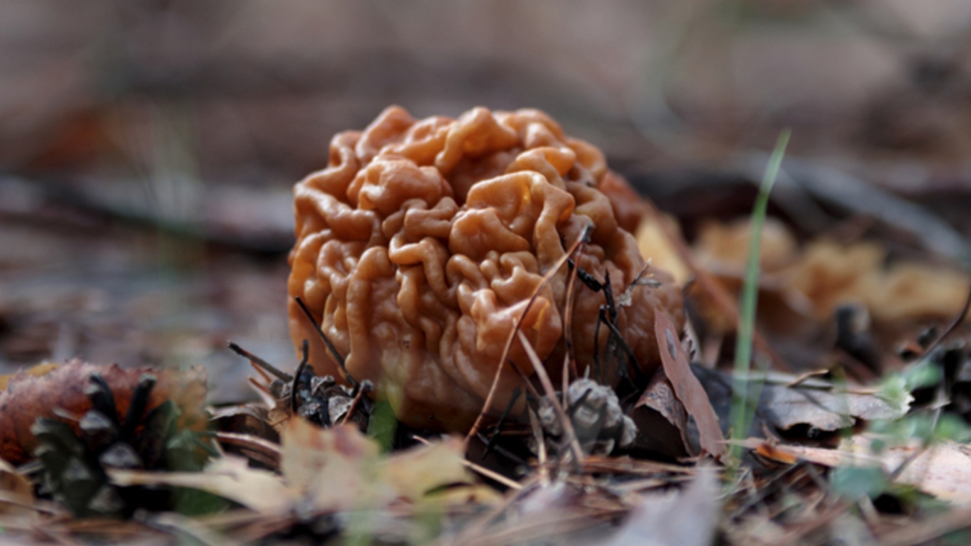 Maladie de Charcot un champignon à l