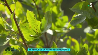 Les pistaches font leur retour en Provence