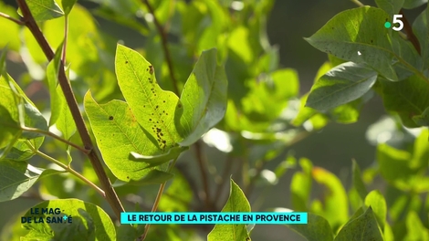 Les pistaches font leur retour en Provence