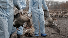 Grippe aviaire : les volailles françaises confinées 