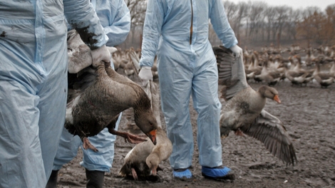 Grippe aviaire : les volailles françaises confinées 