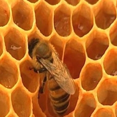 Les vertus thérapeutiques du miel