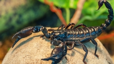 Des scorpions envahissent le sud de l'Égypte après des intempéries